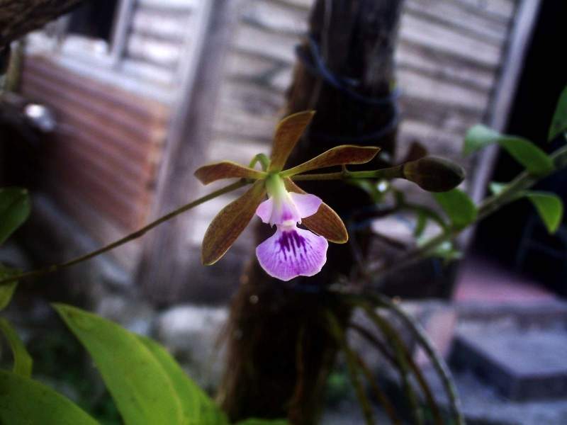 Archivo:PICT0018.jpg