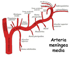 Porciones de la arteria meníngea media.png