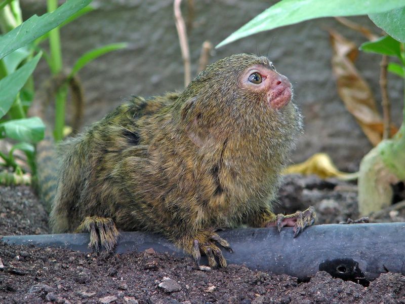 Archivo:Pygmy Marmoset.jpg