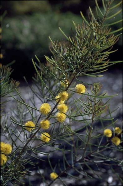 Archivo:Acacia islana 2.jpg