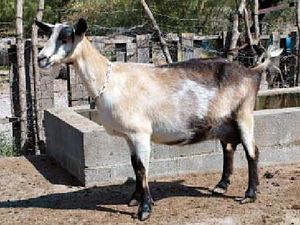 Cabra alpina francesa.JPG