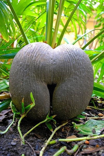 Archivo:Coco de mar.jpg