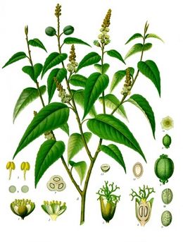 Croton eluteria - Köhler–s Medizinal-Pflanzen-196.jpg