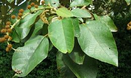 Croton magdalenensis.jpg