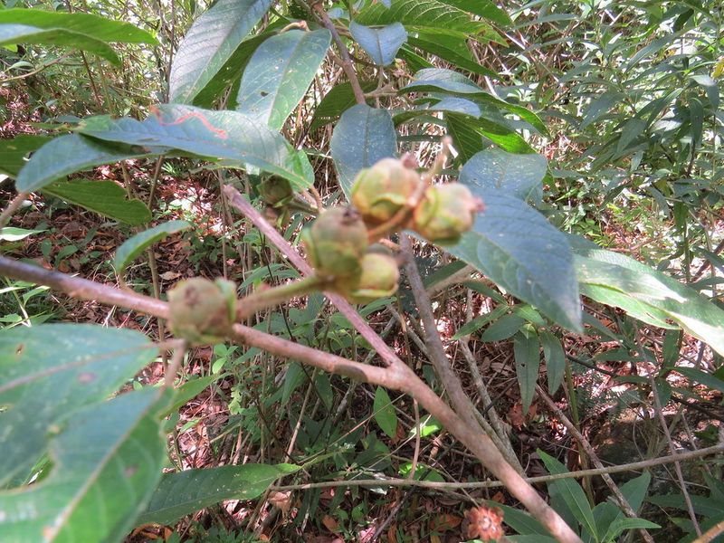 Archivo:Croton organensis 1.jpeg