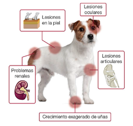 Leishmaniosis canina.png