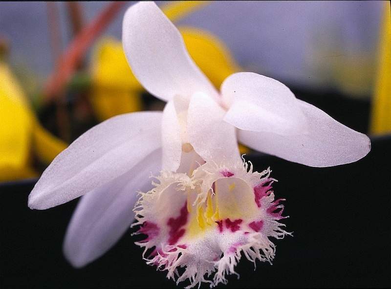 Archivo:Pleione forrestii Alba.jpg