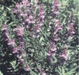 Scutellaria..JPG