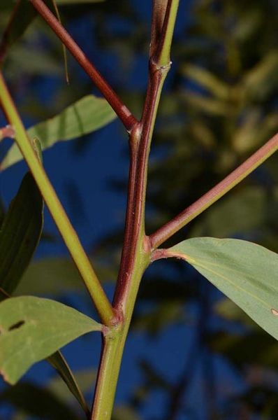 Archivo:Acacia leiocalyx 6.jpg