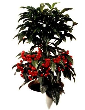 Ardisia pcpal.jpg