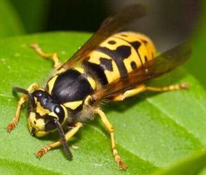 Avispa de Chaqueta Amarilla.jpg
