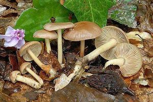 Collybia peronata.jpg