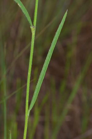 Crotalaria leprieurii.jpg