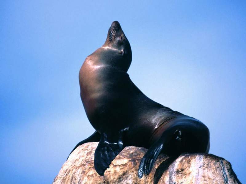 Archivo:Foca.jpg