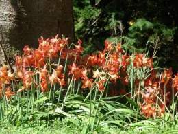 Hippeastrum striatum.jpg