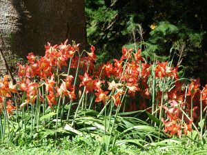 Hippeastrum striatum.jpg