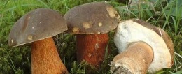 Hongo Boletus aereus.jpeg