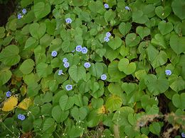 Ipomoea parasitica.jpg