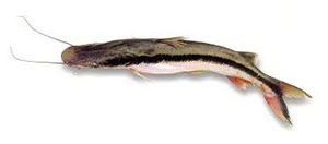 Manduví cucharón.jpg