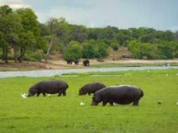 Parque Nacional de Chobe.jpg