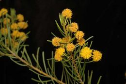 Acacia johnsonii.jpg