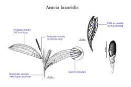 Acacia lazaridis.jpg