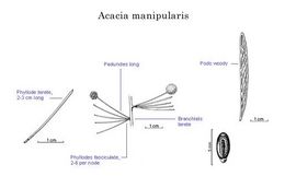Acacia manipularis.jpg