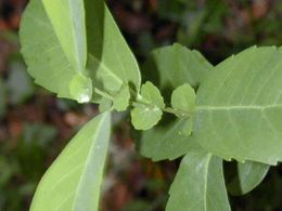 Azara uruguayensis 1.jpg