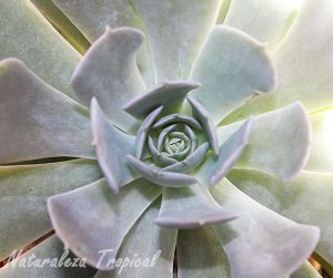 Flor de Mármol.jpg