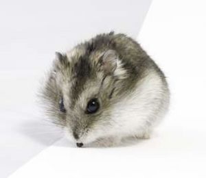 Hamster-enano-de-rovorowski.jpg