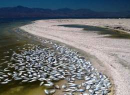Historia-desastre ecologico-lago salton.jpg