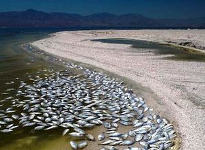 Historia-desastre ecologico-lago salton.jpg