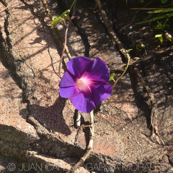 Archivo:Ipomoea oreophila 1.jpeg