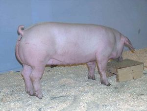 Lacomberazaporcina.JPG