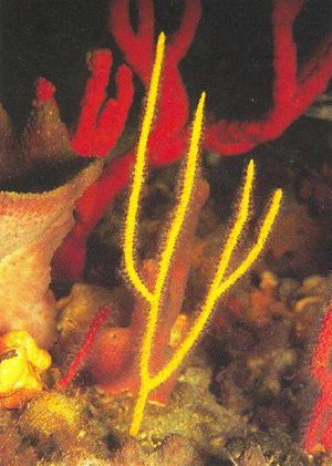 Leptogorgia virgulata.jpg