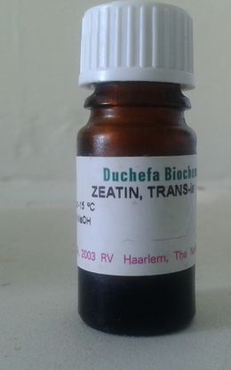 Zeatina1.jpg