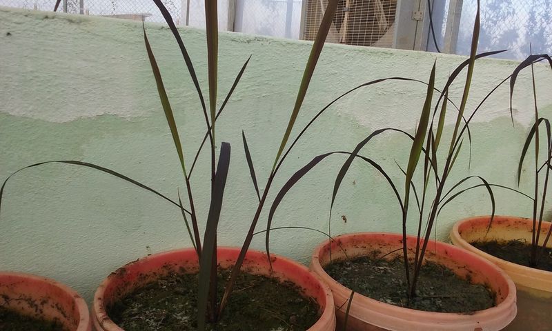Archivo:A negro-plantula.jpg