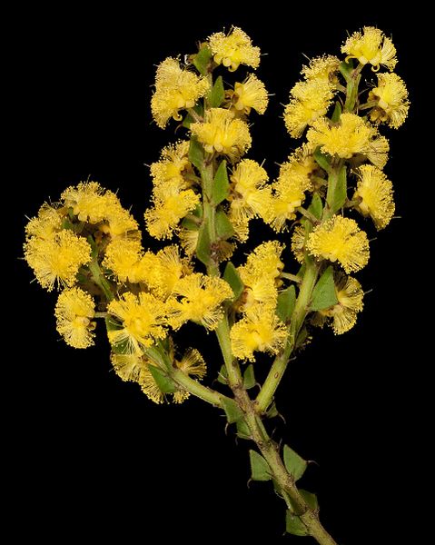 Archivo:Acacia chrysocephala 3.jpg