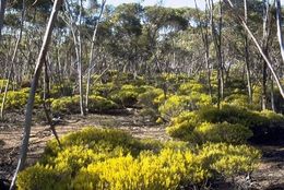 Acacia hystrix.jpg