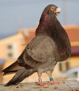 Buchonsevillano1.jpeg