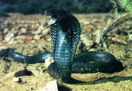 Cobra de labios negros.jpg