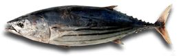Katsuwonus pelamis L.jpg