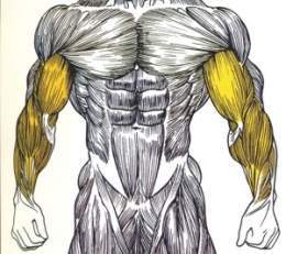 Músculos.jpg