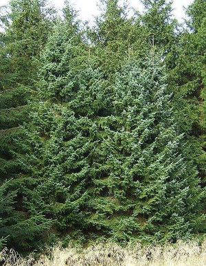 Picea omorika.jpg