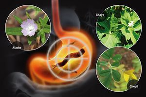 Planta medicinal gastritis.jpg