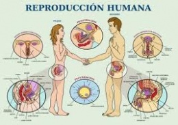 Resultado de imagen de reproducción sexual humana