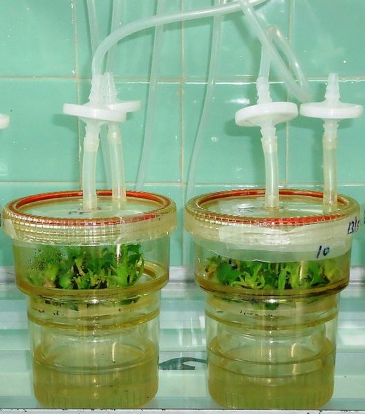 Archivo:SIT Viusid.jpg