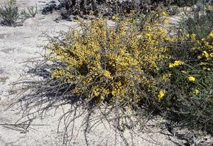 Acacia improcera.jpg