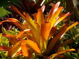 Aechmea blanchetiana.jpg