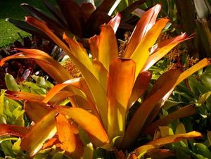 Aechmea blanchetiana.jpg